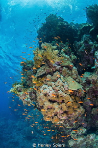 Red Sea Reef Scene by Henley Spiers 